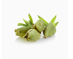 Cardamom