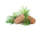 Cedar