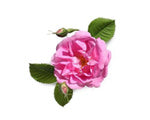 Damask-rose