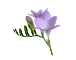 Freesia