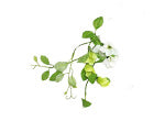 Honeysuckle