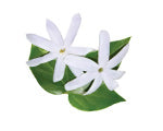 Indian-jasmine