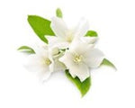 Jasmine
