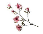 Magnolia