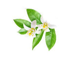 Neroli