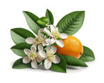 Orange-blossom