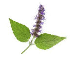 Patchouli