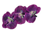 Purple-orchid