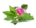 Tobacco-leaf