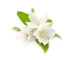White-musk