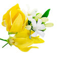 Ylang-ylang